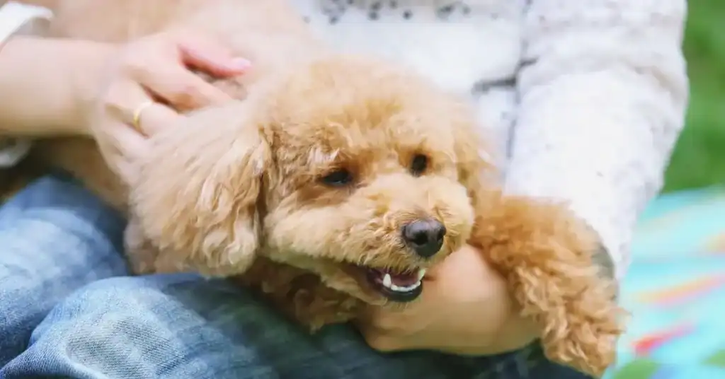 Why Mental Stimulation Is Crucial For Your Pet's Well-being In Qatar