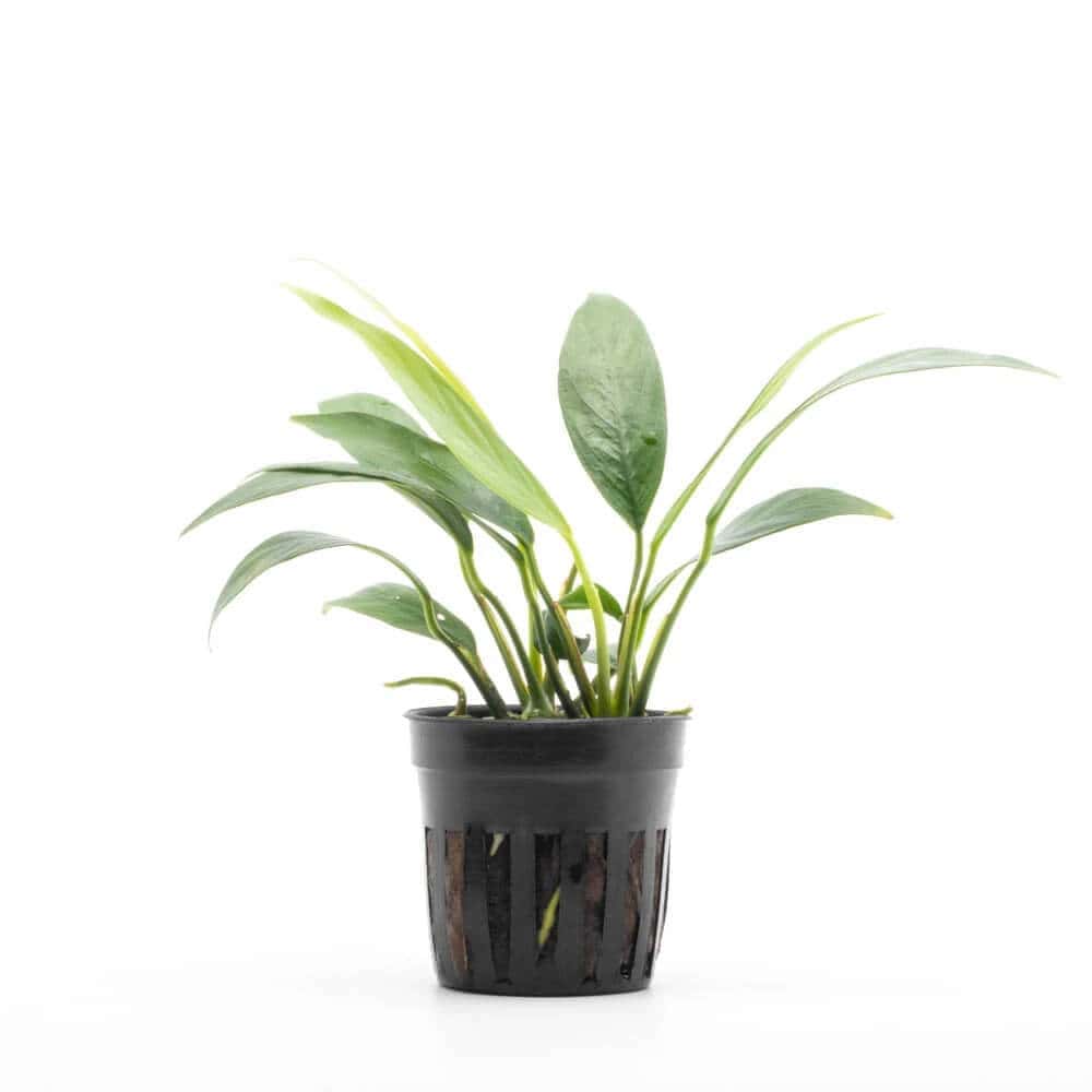 Fast-growing aquarium plants Qatar