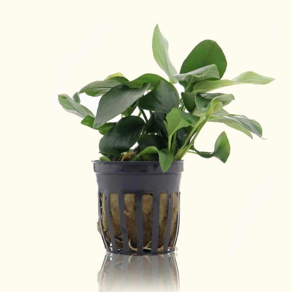 How to Set Up a Planted Aquarium in Qatar - Beginner's Guide