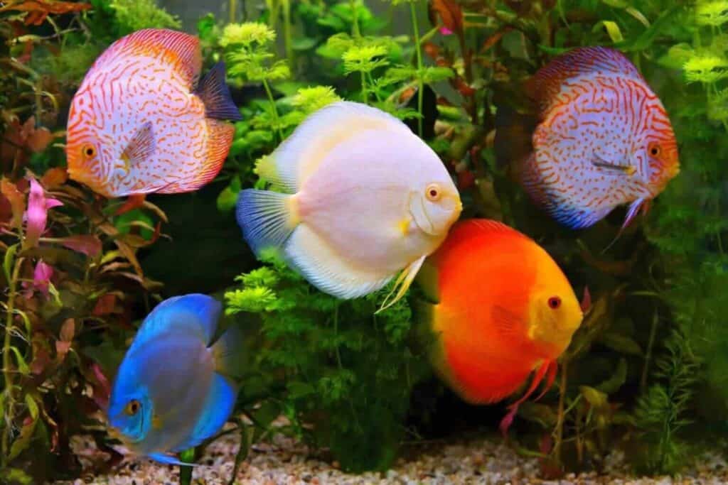 Discus Fish Care Guide: The King of the Aquarium in Qatar