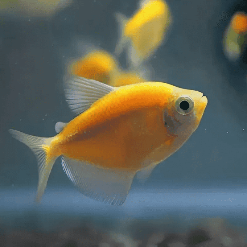 Glo Tetra (The Most Eye-Catching Fish for a Qatar Starter Tank)