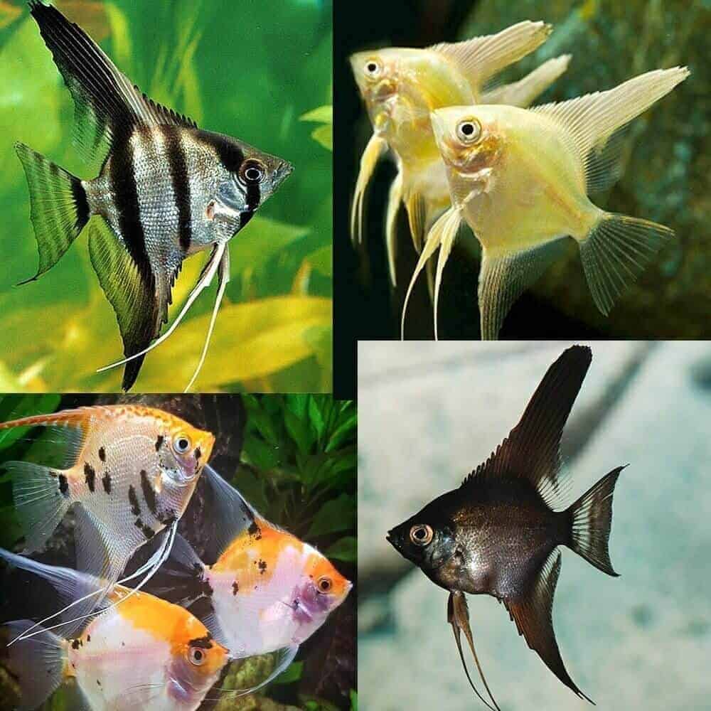 Angelfish Qatar