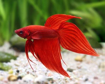 Betta Fish Qatar