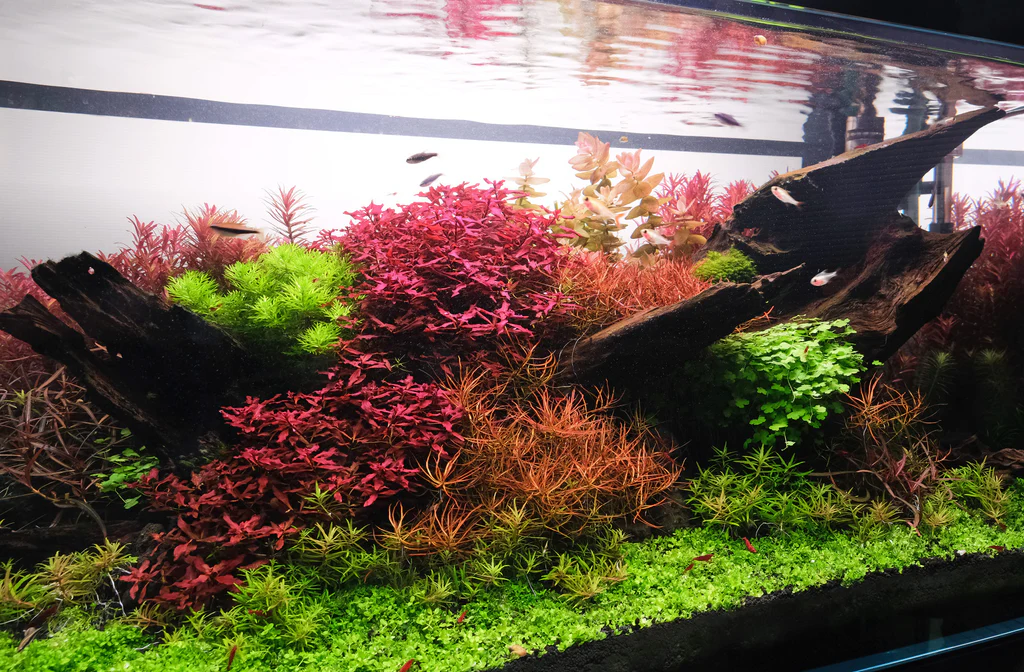 Red Aquarium Plants Qatar Guide: Ludwigia, Alternanthera and Rotala for Qatar Tanks