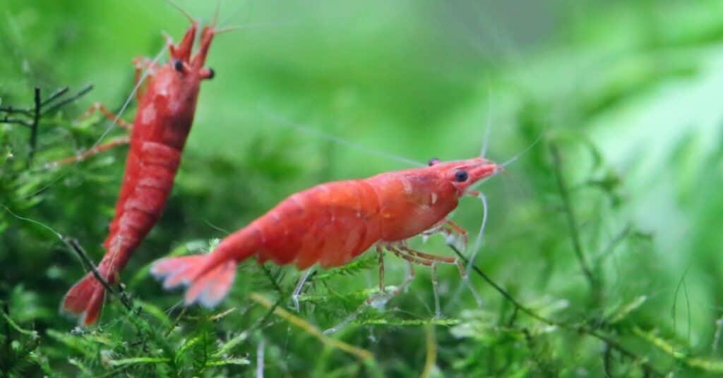 Red Cherry Shrimp - The Most Popular Neocaridina in Qatar, World Of Birds