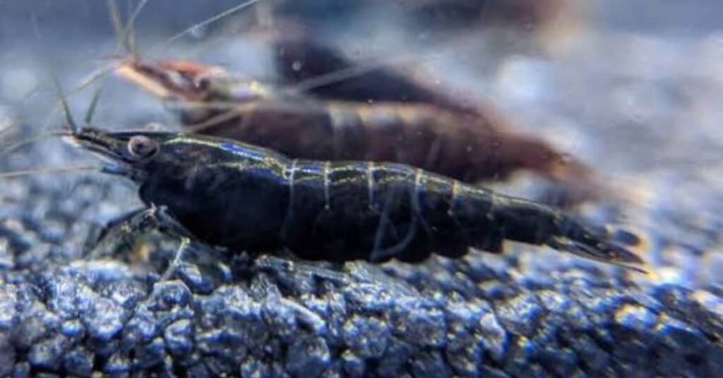 Black Shrimp - The Dramatic Dark Option