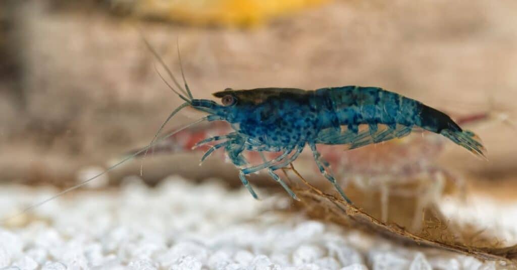 Blue Velvet Shrimp - The Best Neocaridina for Planted Tank Setup in Qatar