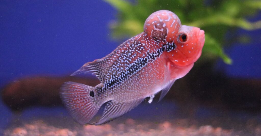 Flowerhorn Fish Care Guide : Tank Setup, Feeding and Keeping Tips in Qatar