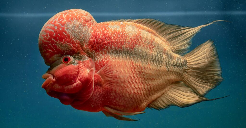 Flowerhorn Fish Care Guide : Tank Setup, Feeding and Keeping Tips in Qatar