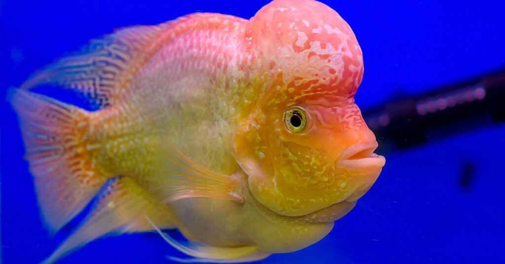 Flowerhorn Fish Care Guide : Tank Setup, Feeding and Keeping Tips in Qatar