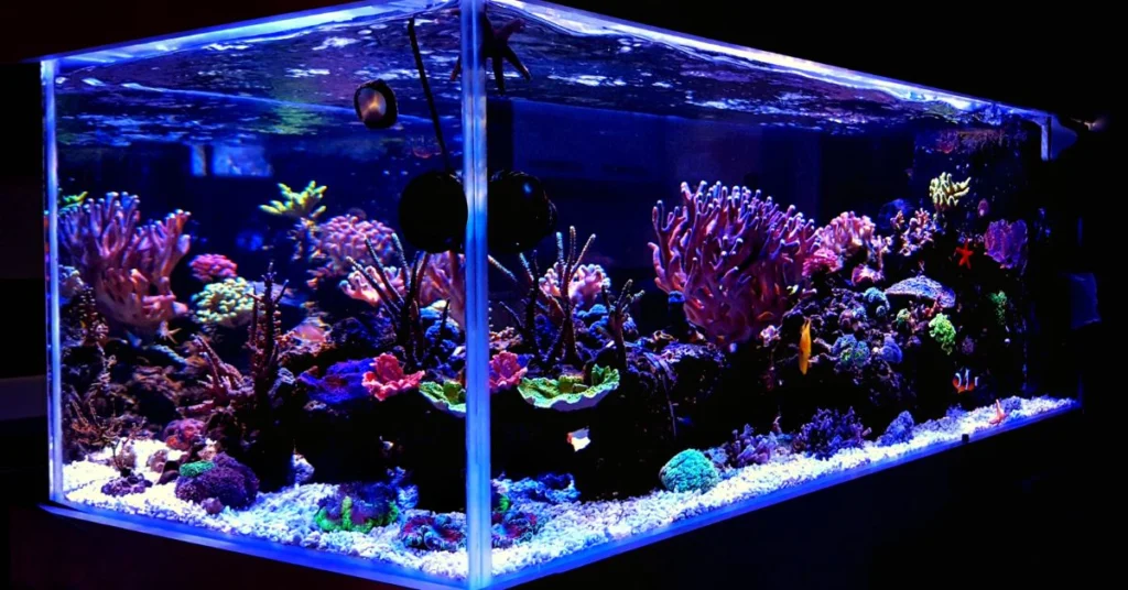 How to Choose the Best Aquarium Decorations for Your Fish Tank in Qatar