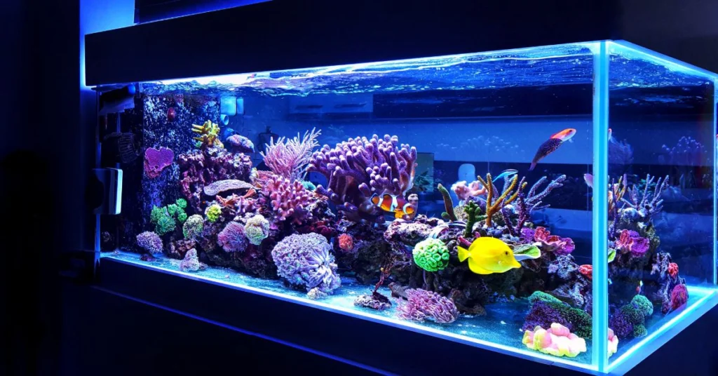 Water Wisteria and Bacopa Purple : Fast-Growing Aquarium Plants for Qatar Fish Tanks