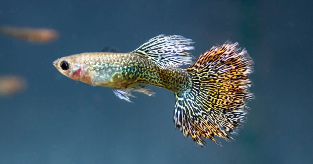 Guppy Fish Care Guide for Qatar: Tank Setup, Breeding and Colour Varieties
