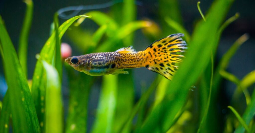 Guppy Fish Care Guide for Qatar: Tank Setup, Breeding and Colour Varieties 