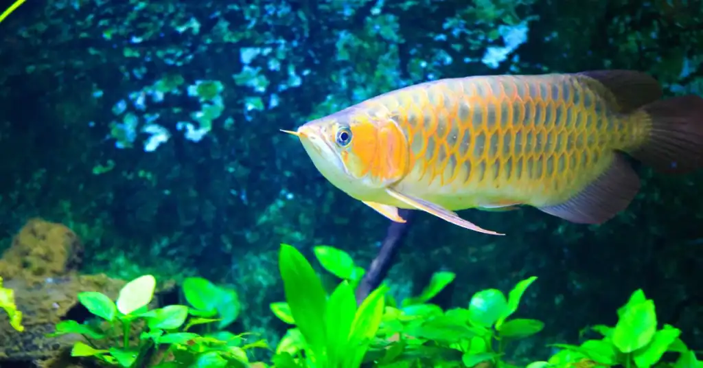Arowana Fish Qatar: Complete Care Guide for Aquarium Owners