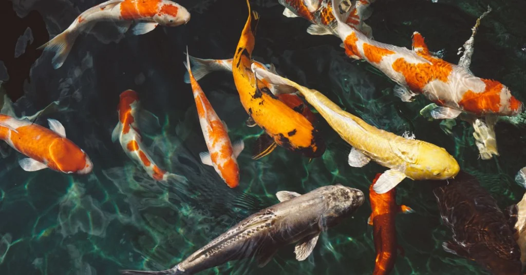Koi Fish Qatar Guide: Aquarium or Garden Pond?