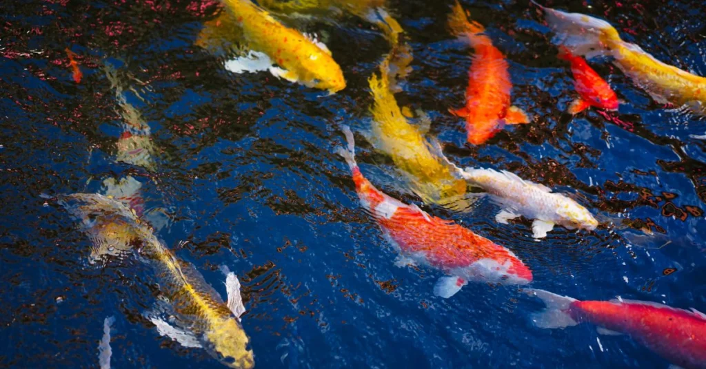 Koi Fish Qatar Guide: Aquarium or Garden Pond