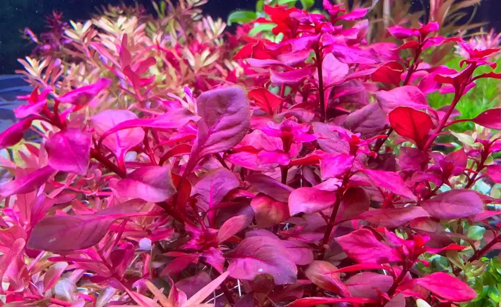 Red Aquarium Plants Qatar Guide: Ludwigia, Alternanthera and Rotala for Qatar Tanks