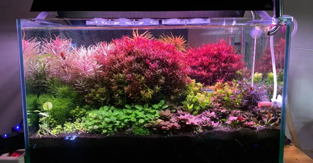 Red Aquarium Plants Qatar Guide: Ludwigia, Alternanthera and Rotala for Qatar Tanks