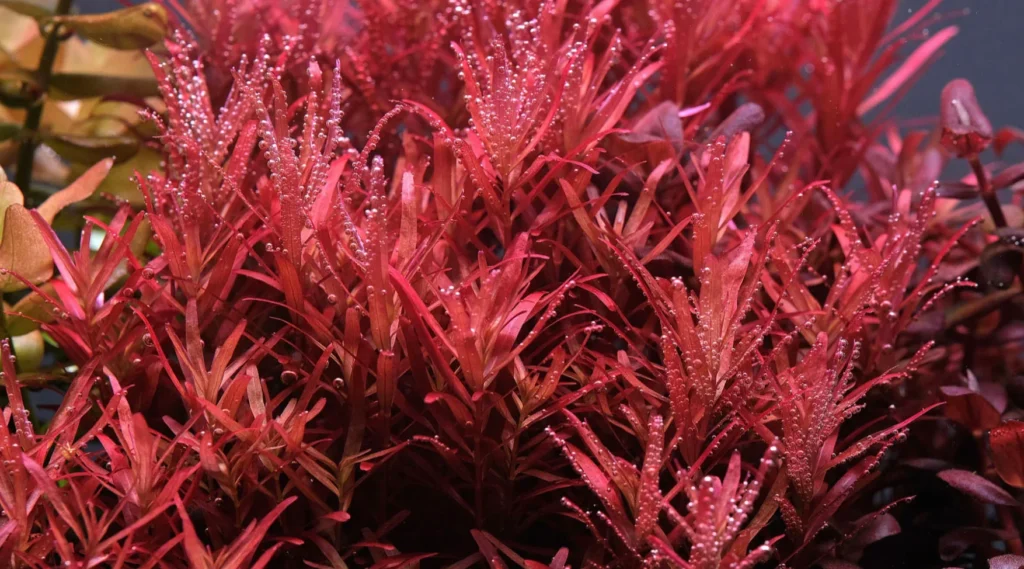 Red Aquarium Plants Qatar Guide: Ludwigia, Alternanthera and Rotala for Qatar Tanks