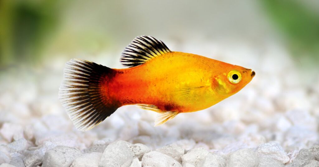 Community fish Qatar: Balloon Molly and Platy care guide