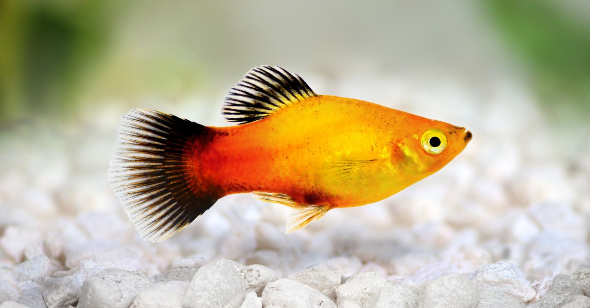 Community fish Qatar: Balloon Molly and Platy care guide