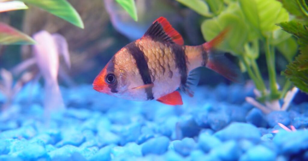 Tiger Barb and Zebra Danio: Best Schooling Fish for Qatar