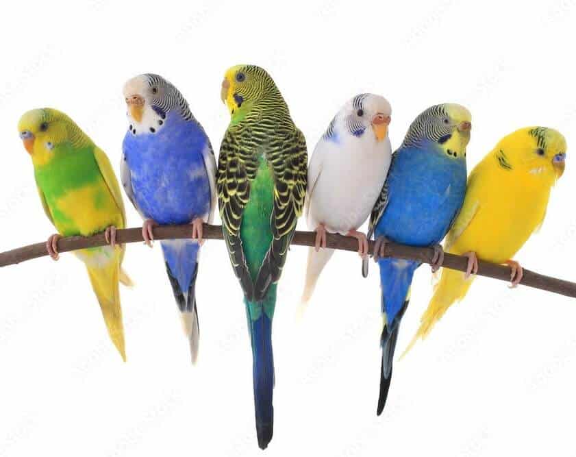 Budgie Breeding Qatar: Budgie & Lovebird Care Guide