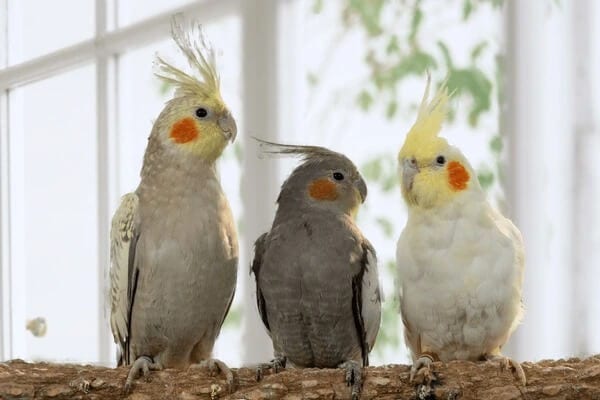 Bird Cage Qatar: Best Cages for Budgies, Cockatiels & Parrots