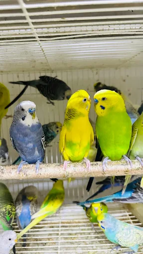 Budgie Breeding Qatar: Budgie & Lovebird Care Guide
