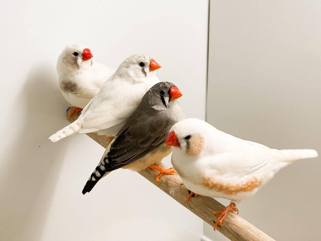 Pet Birds Qatar: Best Birds for Beginners, Budgies, Cockatiels, Lovebirds & Finches