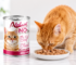 Best Cat Food for Picky Cats in Qatar: How to Choose Food for a Fussy Eater