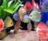 Overfeeding Aquarium Fish: 7 Signs You Feed Too Much