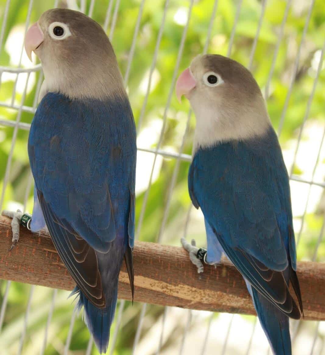 Lovebird Care in Qatar