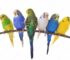 Budgie Care in Qatar: Cage, Food, Heat & Lifespan