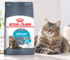 Cat Food for Urinary Health: What Should You Look for in a Daily Diet?