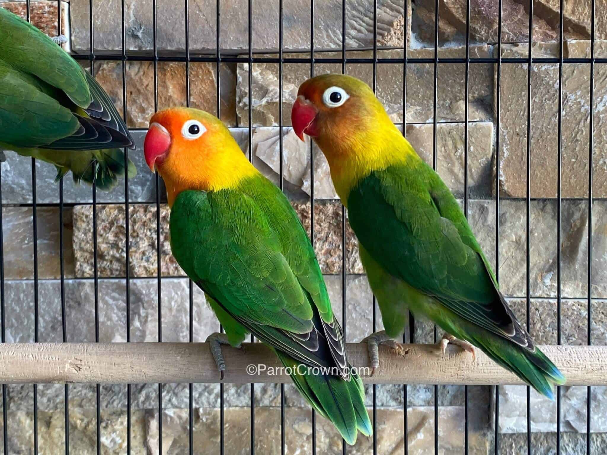 Green Fischer Lovebird – Adult with Lovebird Care in Qatar