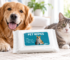 Pet Wipes for Dogs and Cats: Safe Use Guide