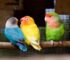 Lovebird Care in Qatar: Cage, Food, Lifespan & Daily Care