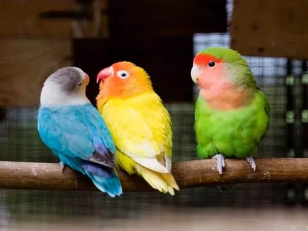 Lovebird Care in Qatar: Cage, Food, Lifespan & Daily Care