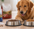 How to switch dog food safely with a 7-day transition guide
